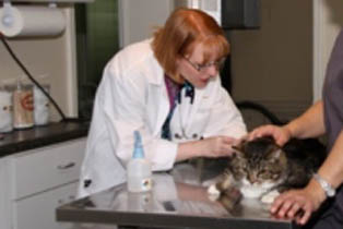 Veterinary Services: Dr. Ashley Bowers provides an exam to a kitty