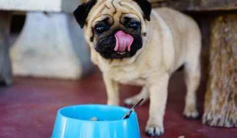 Food allergies can be a common concern for an itchy dog.