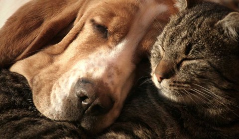 Learn about the benefits of pet spay and neuter