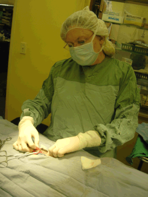 Dr. Brooks performs surgery. Photo courtesy of Marvistavet.com 