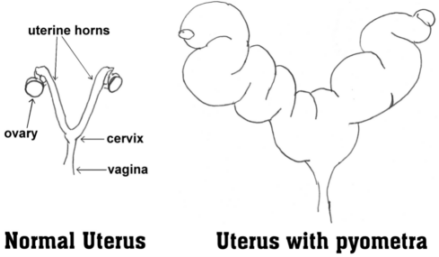 Dog uterus with and without pyometra