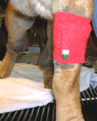 Anesthesia before dog spaying