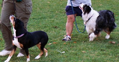 Leash training your dog: Loose leash walking