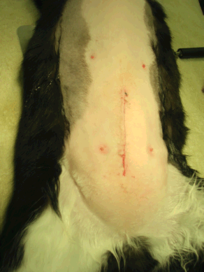 Spay incision with stitches "buried" under the skin. Photo by Marvistavet.com 