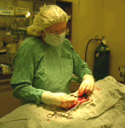 Dog spaying surgery