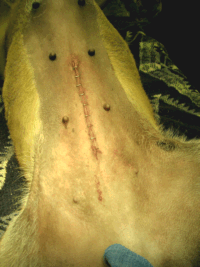 Dog spaying post-op