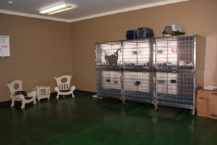 Pet Boarding: Cat Boarding Room