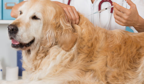 Are bordetella vaccines important for pet health?