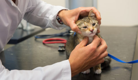 Pet health and cat combo tests.