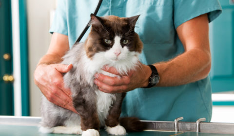 Annual pet health exams are an important part of pet wellness