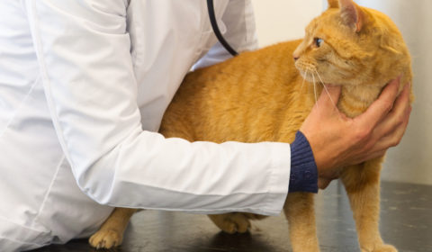 Cat heartworms and pet health