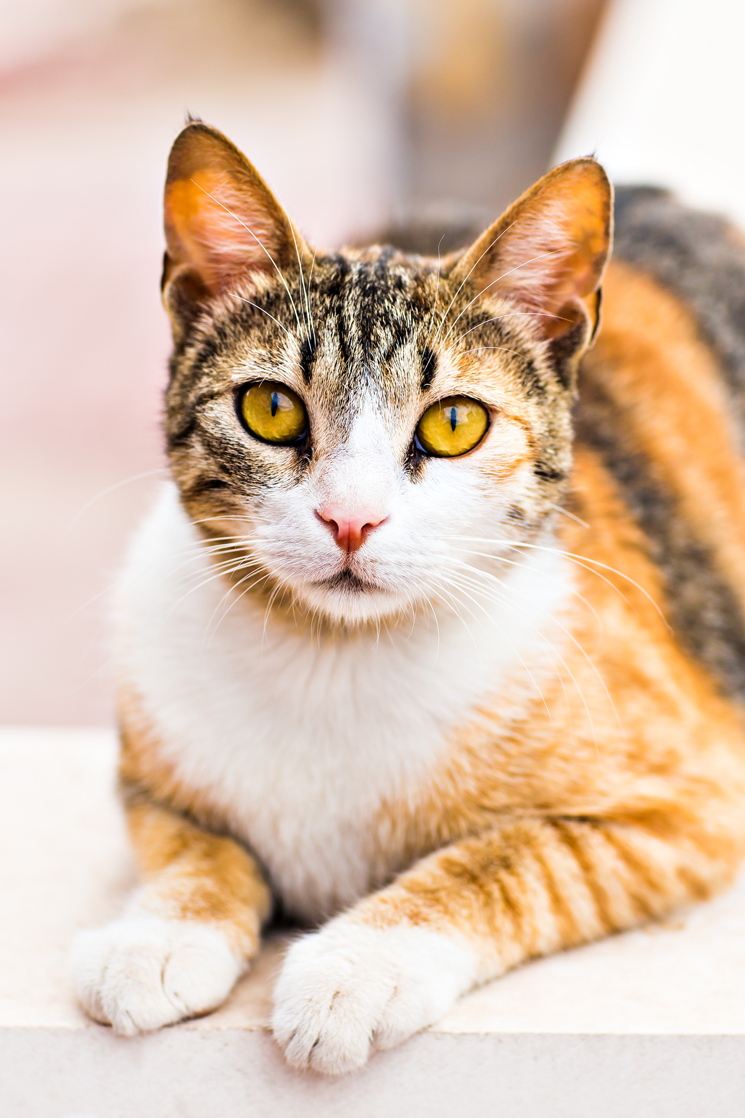 Cat Spaying FAQs - Animal Care Center Veterinary Clinic, Winchester