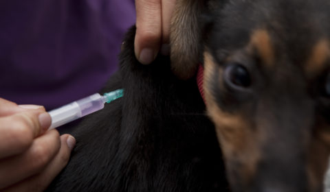 Pet Health FAQ: Do Dogs Need to Have a DHPP Vaccine Every Year?