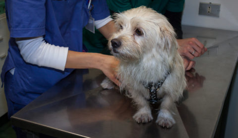Why are fecal exams important for pet health?