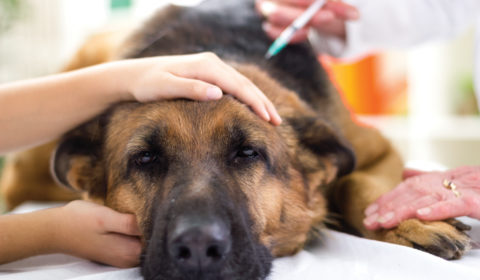 Are leptospirosis vaccinations important for pet health?