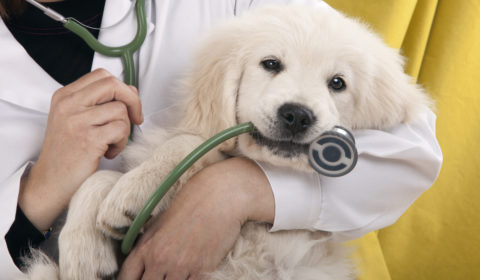 Can pet health insurance help you?